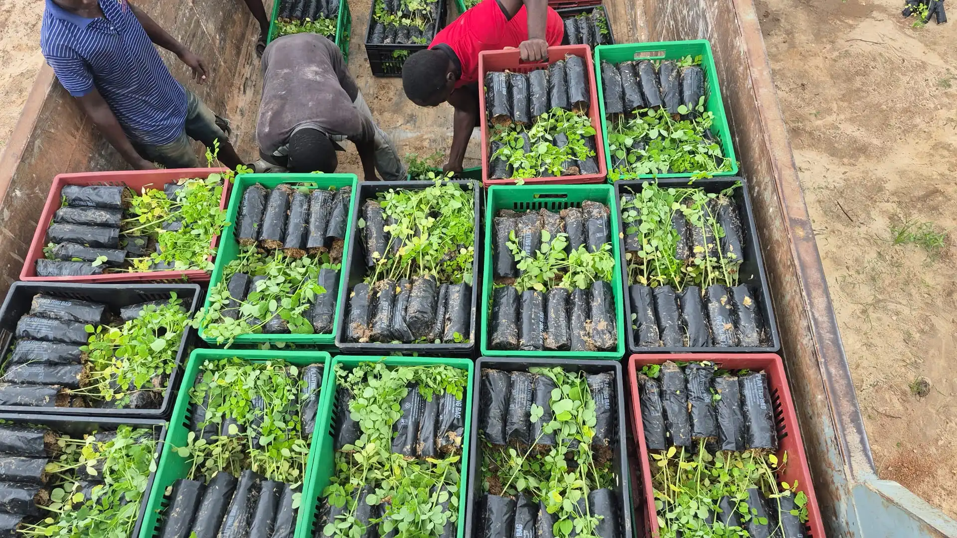 High Quality Tree Seedlings